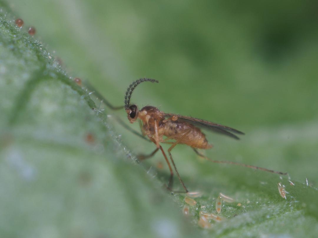 Feltiella adulte